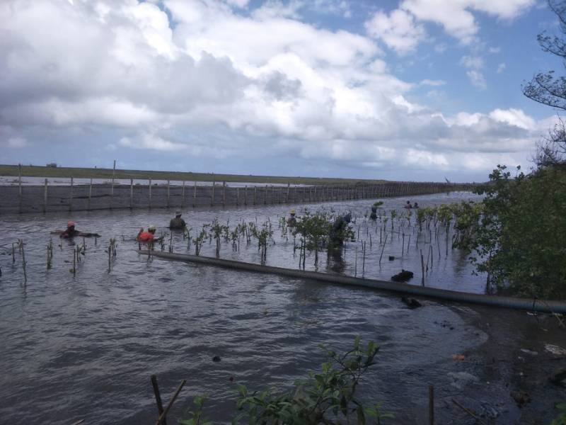 Penanaman mangrove di Pantai Baros