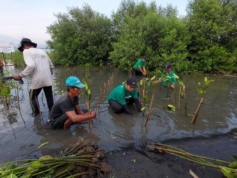Proses penanaman mangrove