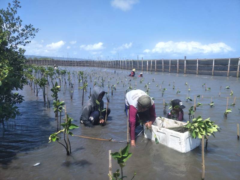 Penanaman mangrove oleh mitra petani