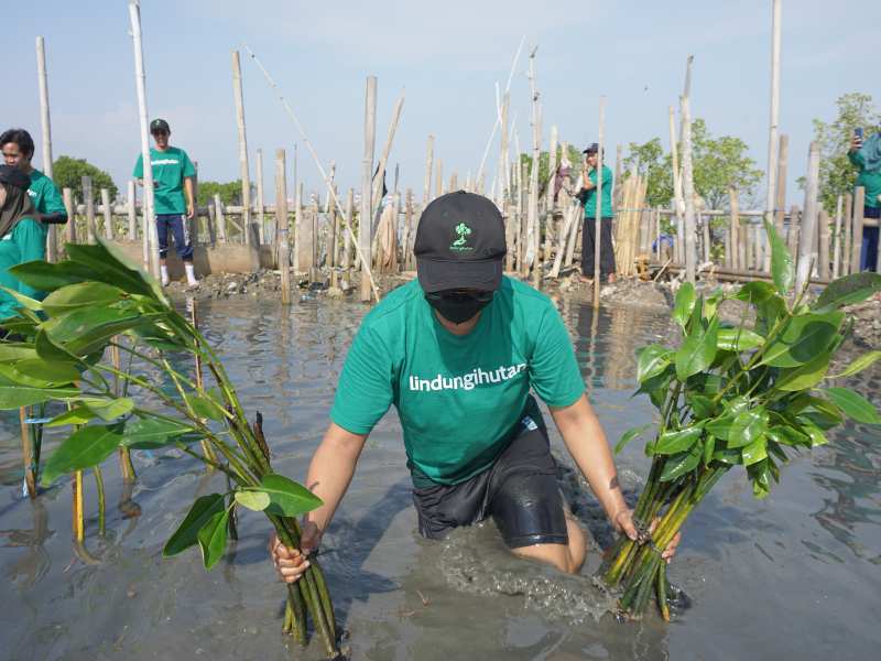 Penanaman mangrove tim LindungiHutan