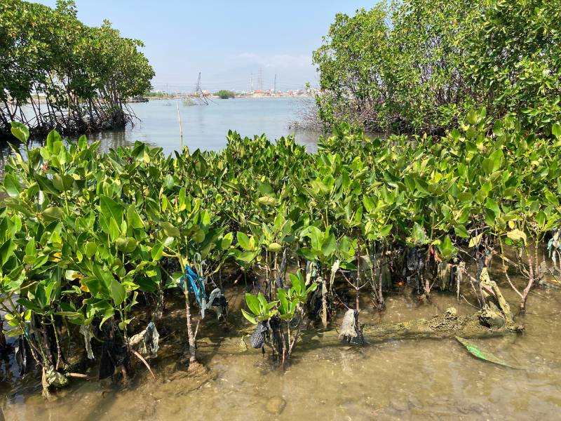 Alt perfumery tanam mangrove