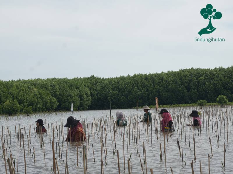 Foto penanaman mangrove Indorelawan dibantu oleh mitra penggerak LindungiHutan