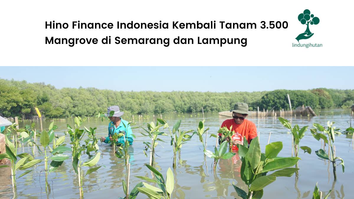 Hino Finance Indonesia tanam mangrove di Semarang dan Lampung