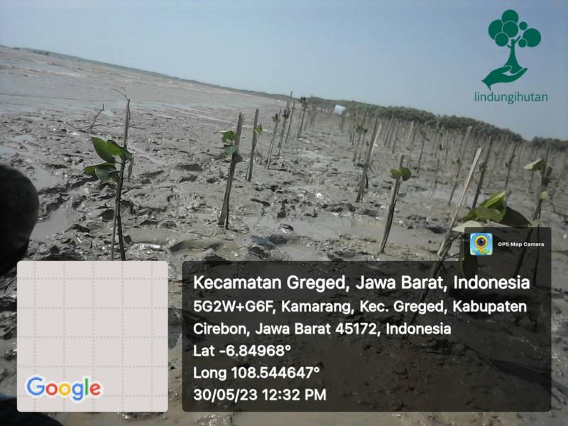lokasi penanaman mangrove oleh 10 degree solar di Cirebon