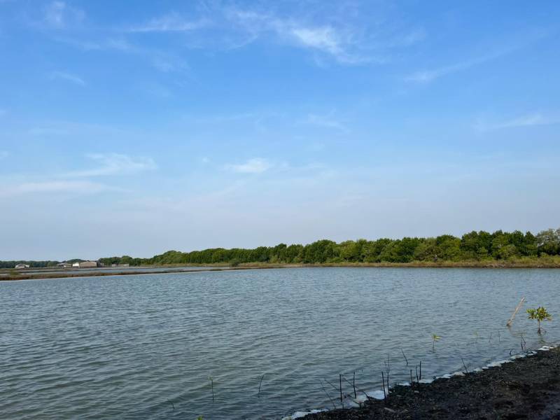 lokasi penanaman mangrove tutor asrama ITB