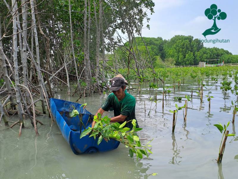 Lokasi penanaman mangrove mizu landscape di Desa Bedono