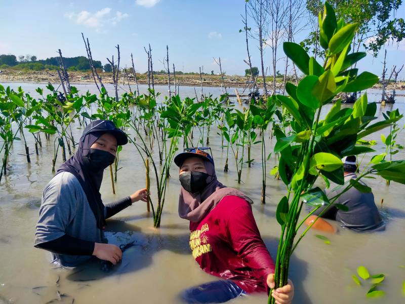 Merek sincare Ohmyskin! tanam mangrove di Semarang