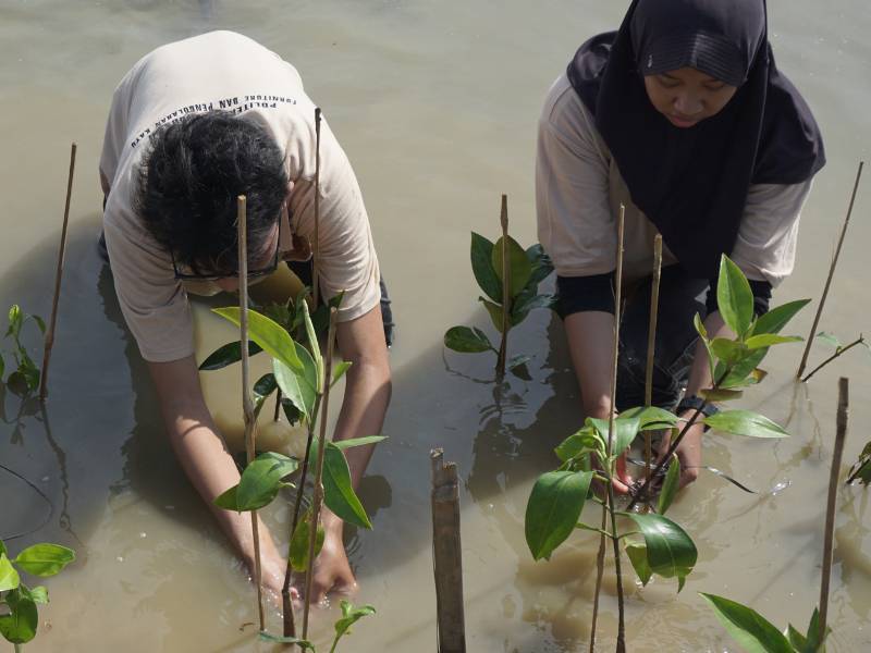 Penanaman mangrove oleh Earthero