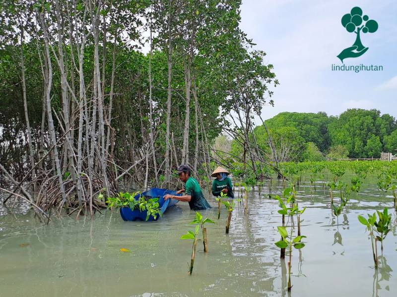 Penanaman mangrove Mizu Landscape dibantu oleh mitra petani lindungihutan
