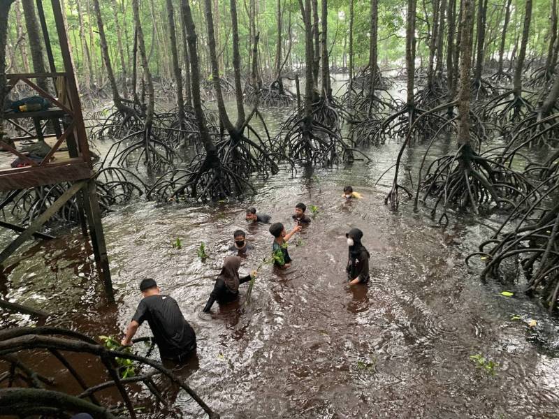 Penanaman mangrove di Bontang Mangrove Park