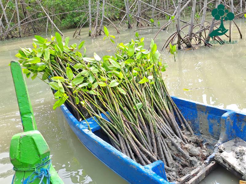 Pohon mangrove Soul for Earth untuk Desa Bedono