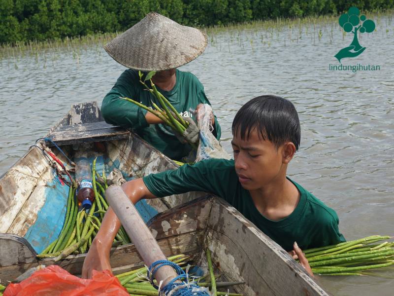 Ratusan mangrove dari Indorelawan dibawa menggunakan perahu
