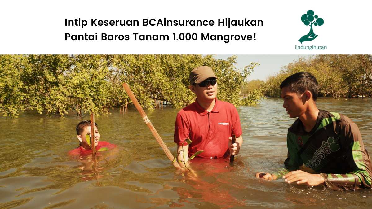 BCAinsurance menanam mangrove