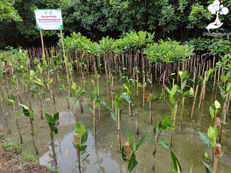 Bank Mega Syariah menanam mangrove