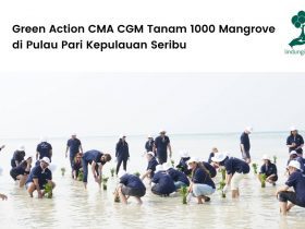 CMA CGM Tanam 1000 Mangrove di Pulau Pari