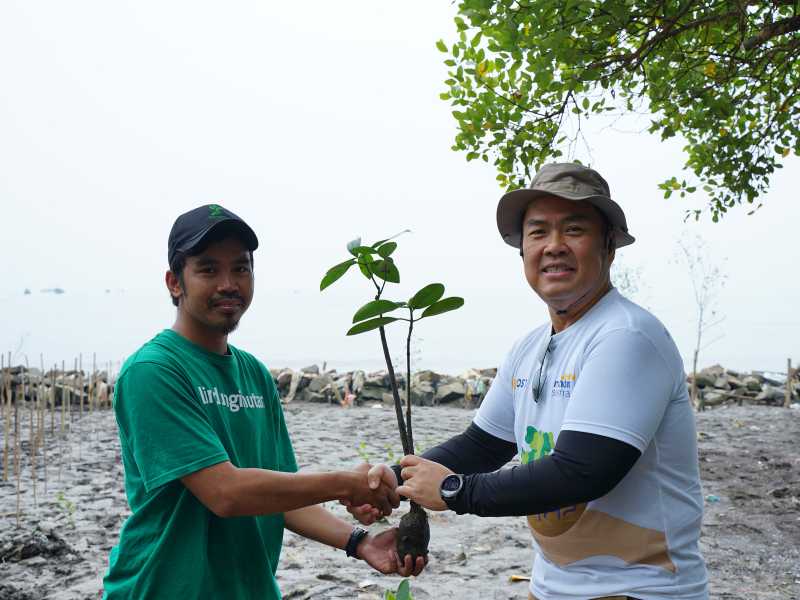 Gambar menanam mangrove