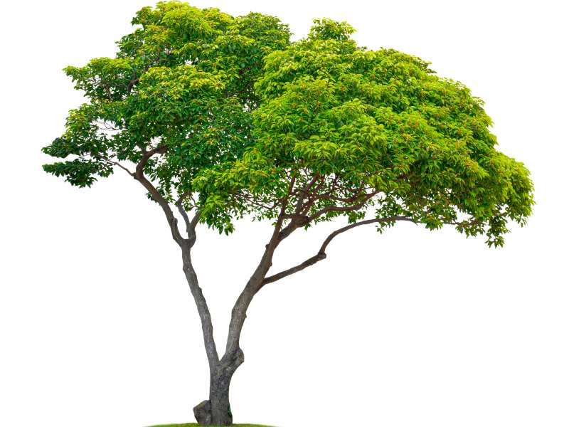Gambar pohon tanjung