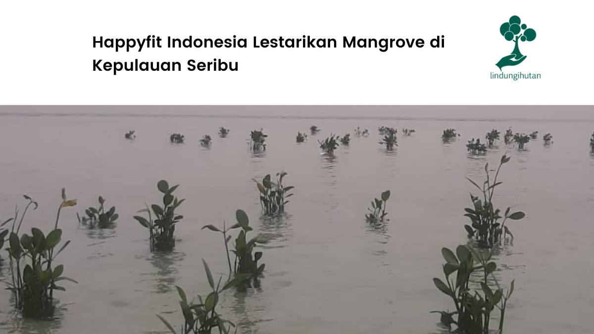 Happyfit Indonesia Tanam Mangrove di Kepulauan Seribu
