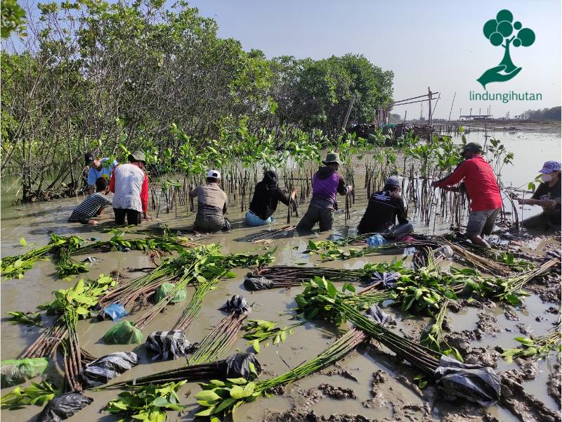 Komunitas Wellness of Wellbeing tanam mangrove di Semarang