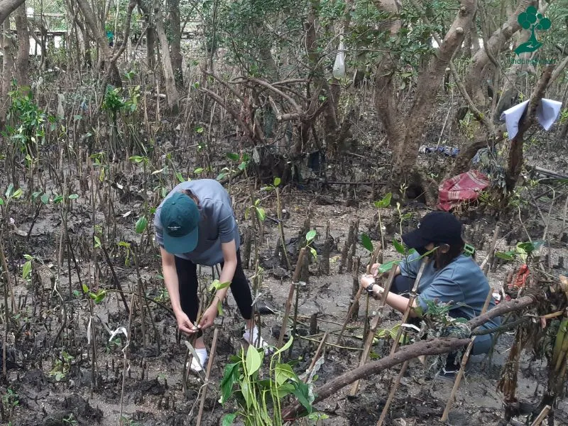 Larusso Group Menanam Mangrove di Hutan Mangrove Wonorejo Surabaya