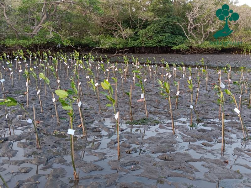 Lokasi penanaman mangrove Watsons Indonesia