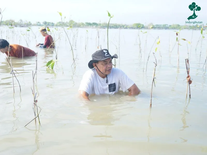 Magani Nosweat menanam mangrove 500 pohon