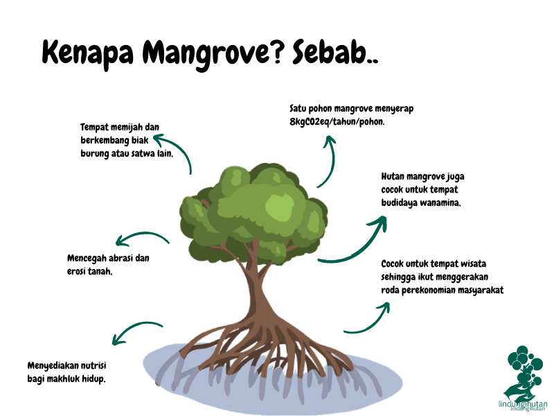 Manfaat hutan mangrove