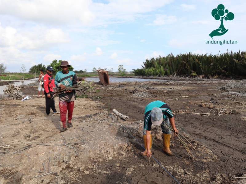 Zazz Indonesia menanam ratusan mangrove