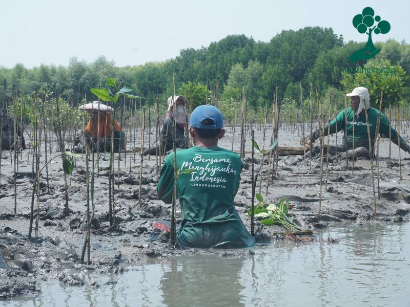 PT Siemens Indonesia tanam 1000 mangrove