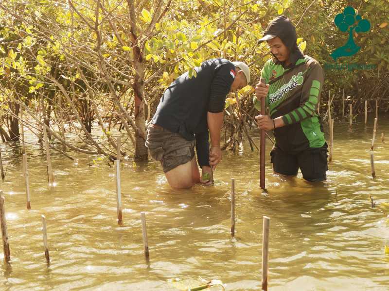 Penanaman mangrove di Pantai Baros Bantul