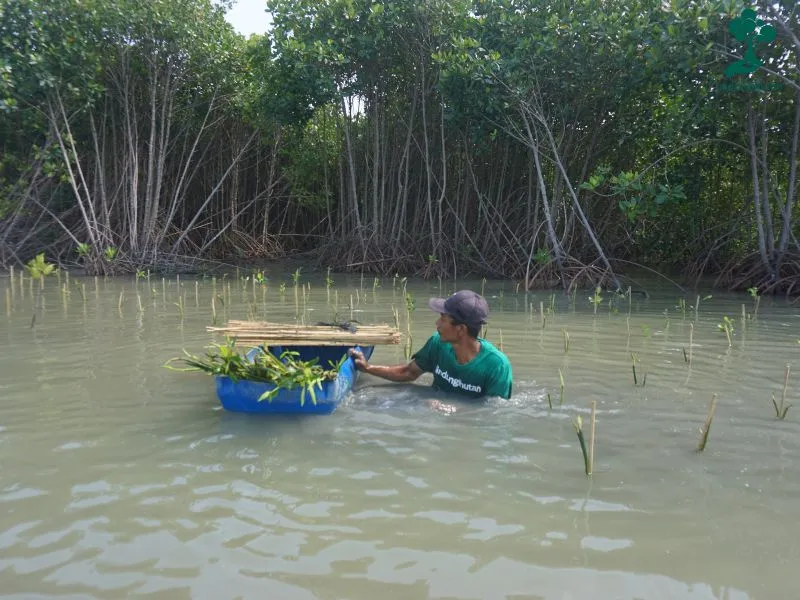 Sisa Benang menanam mangrove