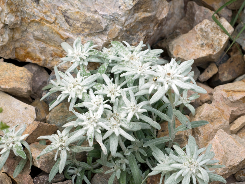 Bunga-edelweis-Leontopodium-nivale