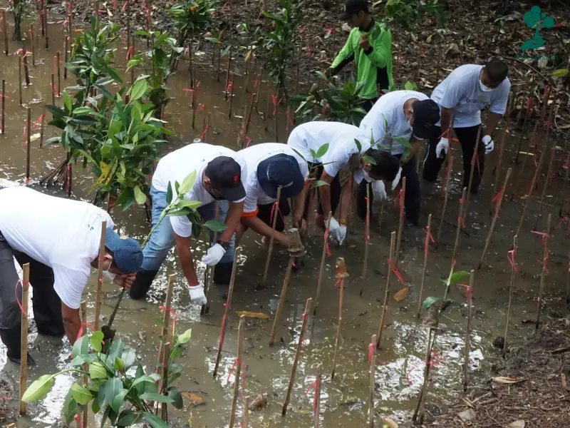 PT Pupuk Indonesia menanam mangrove di PIK