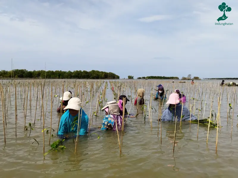 PT Pupuk Indonesia menanam mangrove di Bekasi