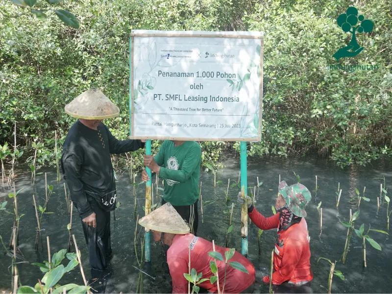 PT SMFL Leasing Indonesia tanam mangrove