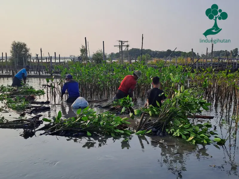 Ribuan mangrove ditanam PT Haple Kosmetika Indonesia