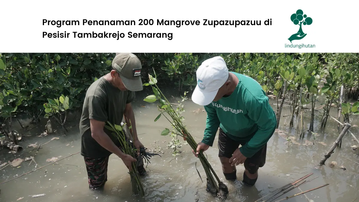 Program penanaman mangrove Zupazupazuu