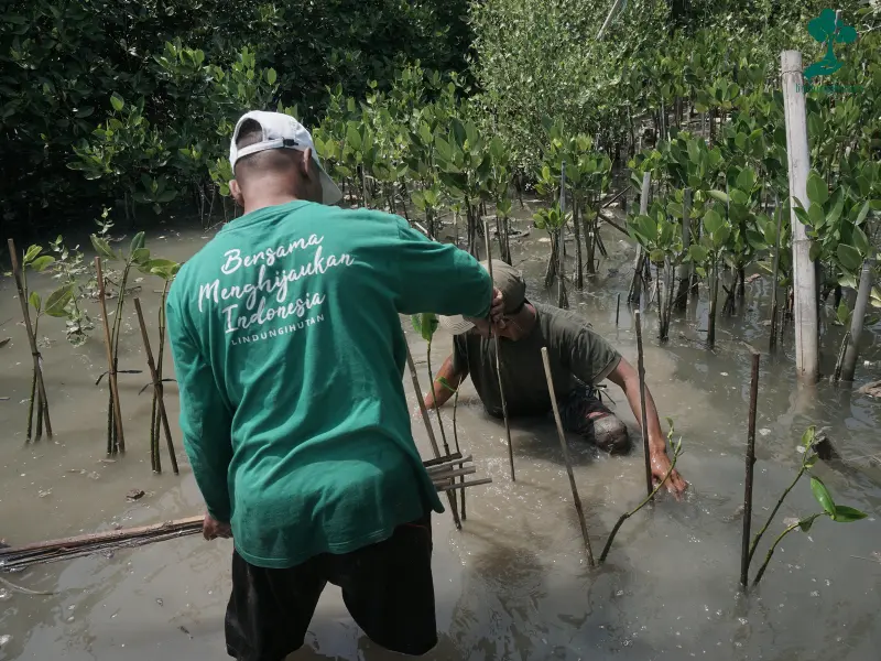 penanaman mangrove zupazupazuu bersama mitra