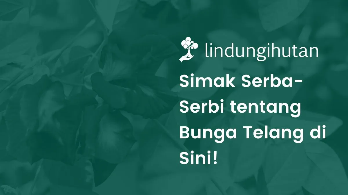 Bunga telang adalah