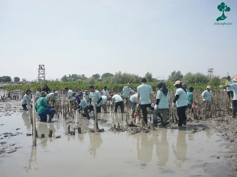 implementasi sdgs lingkungan penanaman mangrove