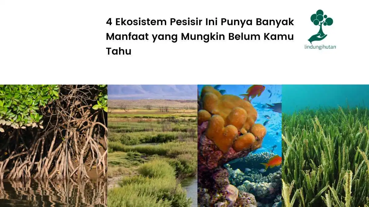 4 Ekosistem pesisir