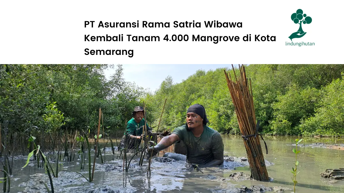 Asuransi Rama tanam mangrove