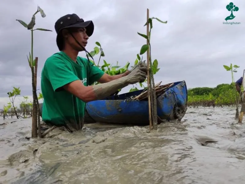 Penanaman mangrove DBS Indonesia
