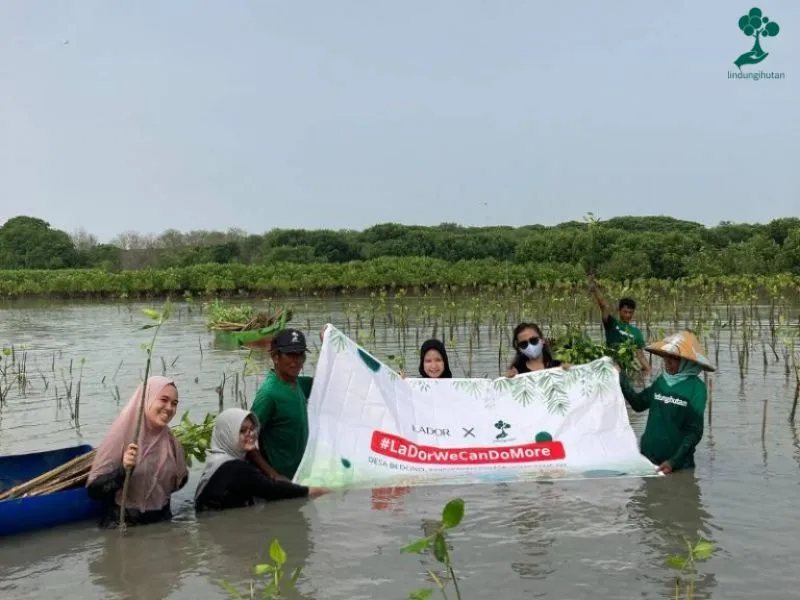 Penanaman mangrove La'dor