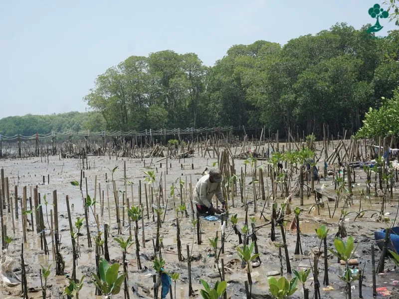 Penanaman mangrove di Pantai Tangkolak Karawang