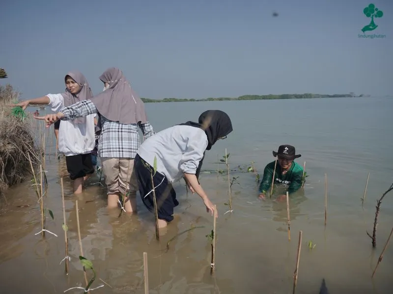 Princeton Digital Group menanam mangrove