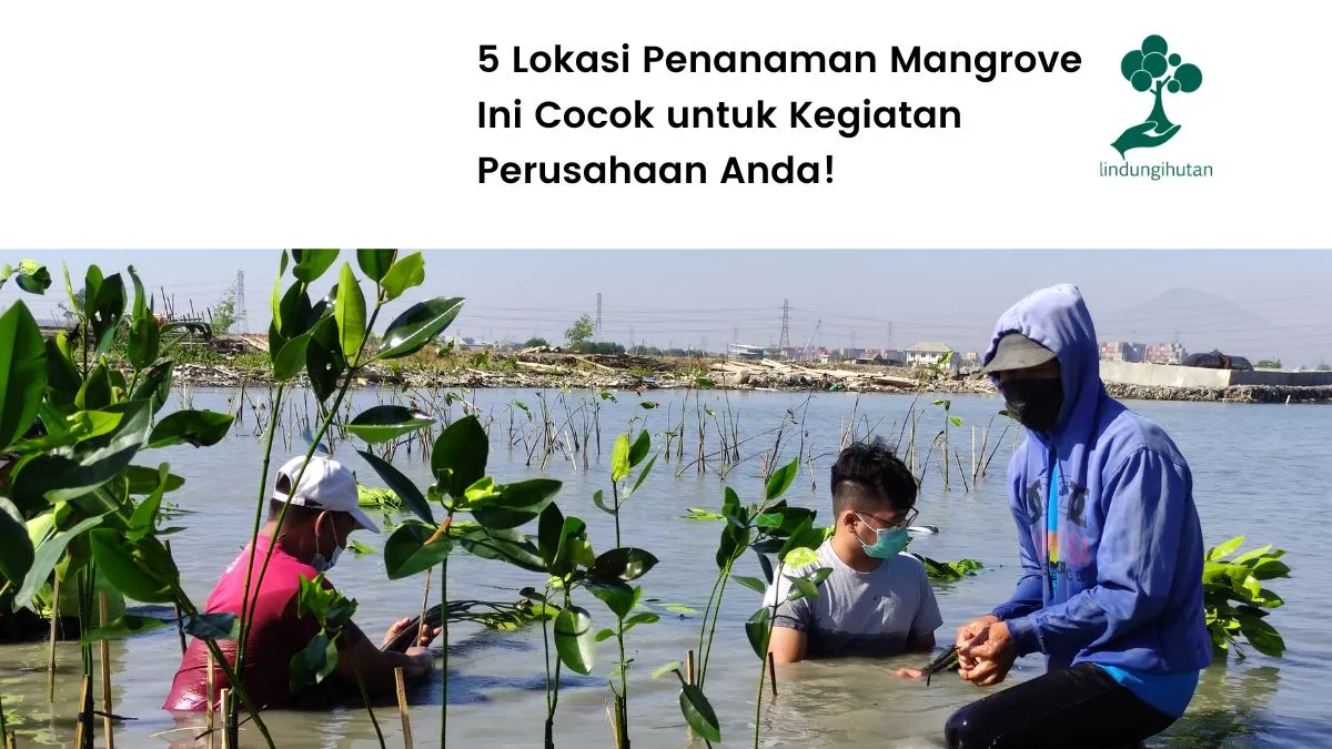 Lokasi menanam mangrove