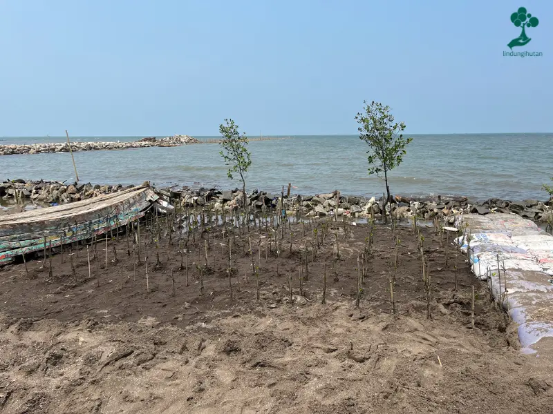 Lokasi penanaman mangrove XR Indonesia