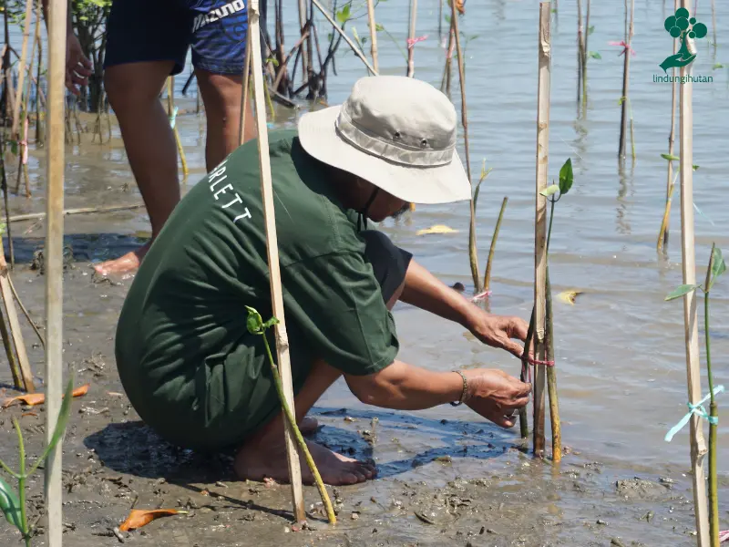 Penanaman mangrove scarlett