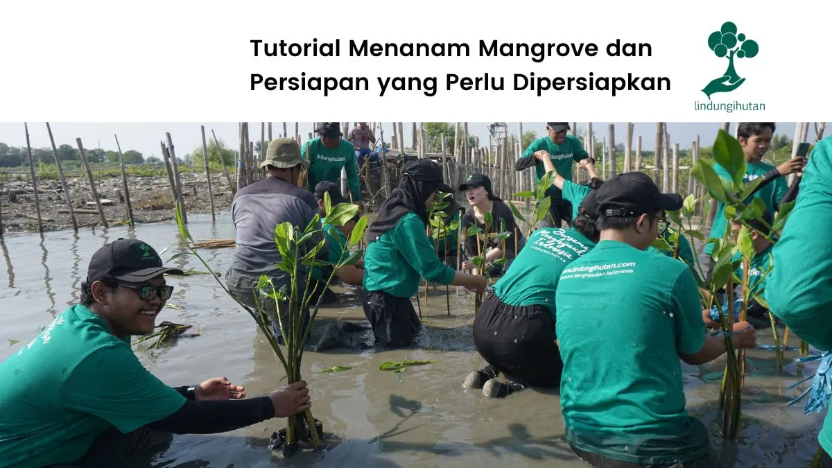 Tutorial menanam mangrove
